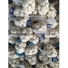 High Quality Fresh Chinese 5.0-5.5cm Garlic